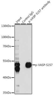 Immunoprecipitation: VASP [p Ser157] Antibody - Azide and BSA Free [NBP3-05448]